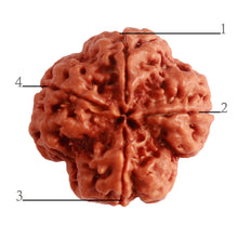 Load image into Gallery viewer, 4 Mukhi Rudraksha from Nepal - Bead No. 287