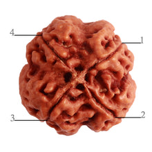 Load image into Gallery viewer, 4 Mukhi Rudraksha from Nepal - Bead No. 288
