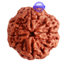 Load image into Gallery viewer, 4 Mukhi Rudraksha from Nepal - Bead No. 289