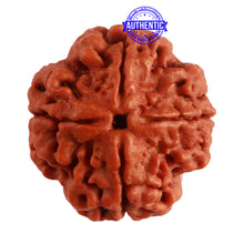 Load image into Gallery viewer, 4 Mukhi Rudraksha from Nepal - Bead No. 290
