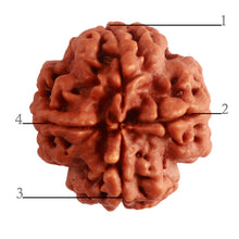 Load image into Gallery viewer, 4 Mukhi Rudraksha from Nepal - Bead No. 290
