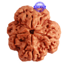 Load image into Gallery viewer, 4 Mukhi Rudraksha from Nepal - Bead No. 291
