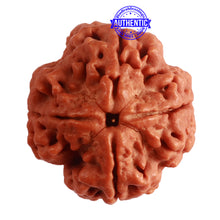 Load image into Gallery viewer, 4 Mukhi Rudraksha from Nepal - Bead No. 292