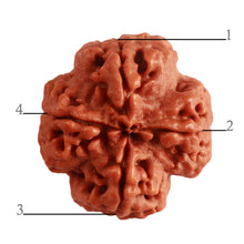 Load image into Gallery viewer, 4 Mukhi Rudraksha from Nepal - Bead No. 292
