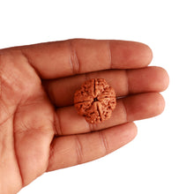 Load image into Gallery viewer, 4 Mukhi Rudraksha from Nepal - Bead No. 293