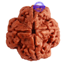 Load image into Gallery viewer, 4 Mukhi Rudraksha from Nepal - Bead No. 294
