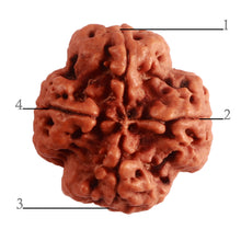 Load image into Gallery viewer, 4 Mukhi Rudraksha from Nepal - Bead No. 294