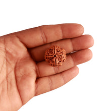 Load image into Gallery viewer, 4 Mukhi Rudraksha from Nepal - Bead No. 295
