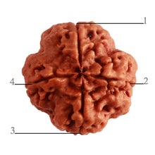 Load image into Gallery viewer, 4 Mukhi Rudraksha from Nepal - Bead No. 296