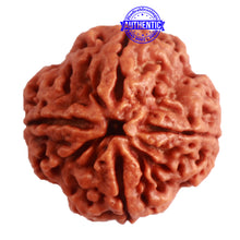 Load image into Gallery viewer, 4 Mukhi Rudraksha from Nepal - Bead No. 298