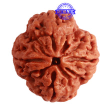 Load image into Gallery viewer, 4 Mukhi Rudraksha from Nepal - Bead No. 299