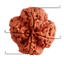 Load image into Gallery viewer, 4 Mukhi Rudraksha from Nepal - Bead No. 300