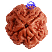 Load image into Gallery viewer, 4 Mukhi Rudraksha from Nepal - Bead No. 302