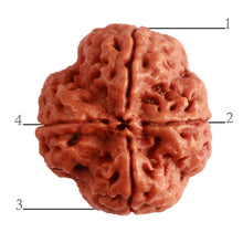 Load image into Gallery viewer, 4 Mukhi Rudraksha from Nepal - Bead No. 303