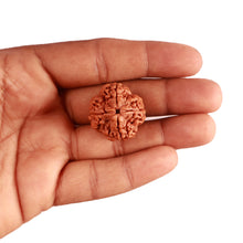 Load image into Gallery viewer, 4 Mukhi Rudraksha from Nepal - Bead No. 304