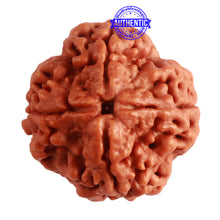 Load image into Gallery viewer, 4 Mukhi Rudraksha from Nepal - Bead No. 304