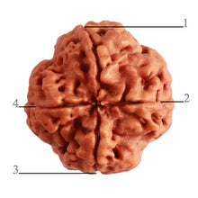 Load image into Gallery viewer, 4 Mukhi Rudraksha from Nepal - Bead No. 304