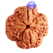 Load image into Gallery viewer, 4 Mukhi Rudraksha from Nepal - Bead No. 305
