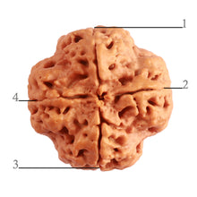 Load image into Gallery viewer, 4 Mukhi Rudraksha from Nepal - Bead No. 305
