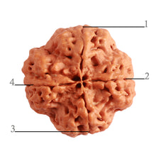 Load image into Gallery viewer, 4 Mukhi Rudraksha from Nepal - Bead No. 306