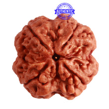 Load image into Gallery viewer, 4 Mukhi Rudraksha from Nepal - Bead No. 307