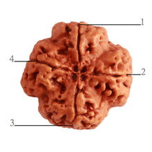 Load image into Gallery viewer, 4 Mukhi Rudraksha from Nepal - Bead No. 309