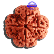 Load image into Gallery viewer, 4 Mukhi Rudraksha from Nepal - Bead No. 312