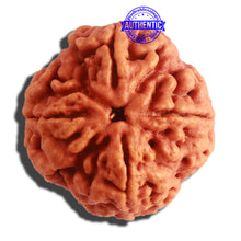 Load image into Gallery viewer, 4 Mukhi Rudraksha from Nepal - Bead No. 314