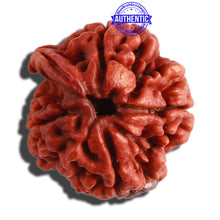 Load image into Gallery viewer, 4 Mukhi Ganesha Rudraksha with Om Marking