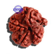 Load image into Gallery viewer, 4 Mukhi Ganesha Rudraksha with Om Marking