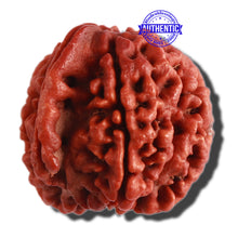 Load image into Gallery viewer, 4 Mukhi Ganesha Rudraksha with Om Marking