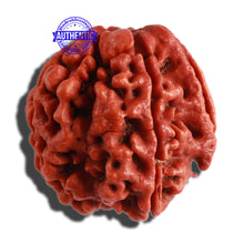 Load image into Gallery viewer, 4 Mukhi Ganesha Rudraksha with Om Marking