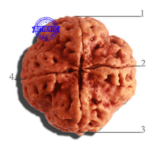 Load image into Gallery viewer, 4 Mukhi Rudraksha from Nepal - Bead No. 314