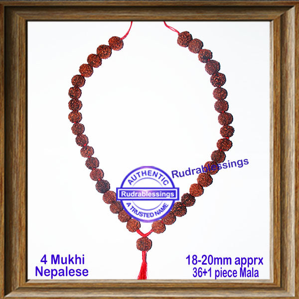 4 Mukhi Rudraksha Mala - (36+1 beads - Nepalese)