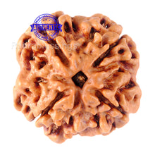 Load image into Gallery viewer, 4 Mukhi Rudraksha from Nepal - Bead No. 89