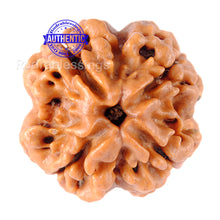 Load image into Gallery viewer, 4 Mukhi Rudraksha from Nepal - Bead No. 91