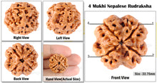 Load image into Gallery viewer, 4 Mukhi Rudraksha from Nepal - Bead No. 91