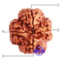 Load image into Gallery viewer, 4 Mukhi Rudraksha from Nepal - Bead No. 317