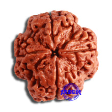 Load image into Gallery viewer, 4 Mukhi Rudraksha from Nepal - Bead No. 317
