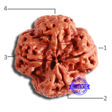 Load image into Gallery viewer, 4 Mukhi Rudraksha from Nepal - Bead No. 318