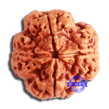 Load image into Gallery viewer, 4 Mukhi Rudraksha from Nepal - Bead No. 319