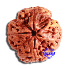 Load image into Gallery viewer, 4 Mukhi Rudraksha from Nepal - Bead No. 320
