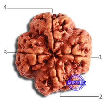 Load image into Gallery viewer, 4 Mukhi Rudraksha from Nepal - Bead No. 323