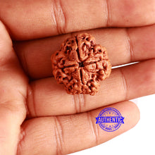 Load image into Gallery viewer, 4 Mukhi Rudraksha from Nepal - Bead No. 323