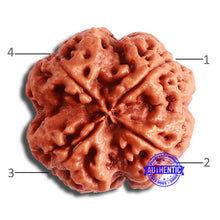 Load image into Gallery viewer, 4 Mukhi Rudraksha from Nepal - Bead No. 324