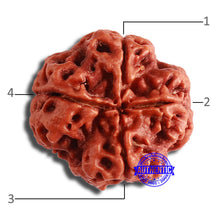 Load image into Gallery viewer, 4 Mukhi Rudraksha from Nepal - Bead No. 328
