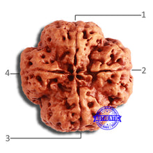 Load image into Gallery viewer, 4 Mukhi Rudraksha from Nepal - Bead No. 330