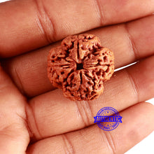 Load image into Gallery viewer, 4 Mukhi Rudraksha from Nepal - Bead No. 330
