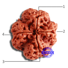 Load image into Gallery viewer, 4 Mukhi Rudraksha from Nepal - Bead No. 332
