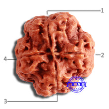 Load image into Gallery viewer, 4 Mukhi Rudraksha from Nepal - Bead No. 333